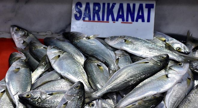 Tekirdağlı balıkçılar, Karadeniz de 20 ton sarıkanat yakaladı