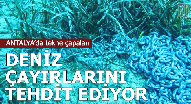 Tekne çapaları, 'deniz çayırları'nı tehdit ediyor