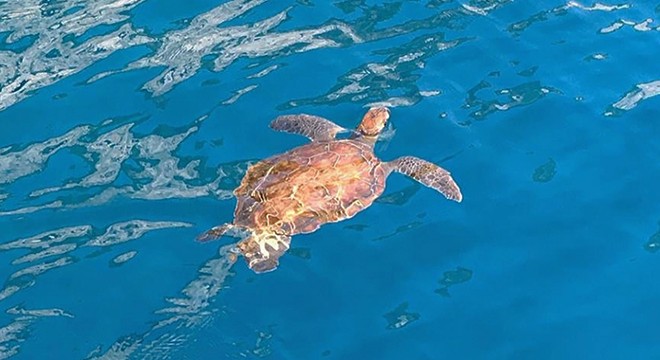 Tekneden caretta carettaları beslediler