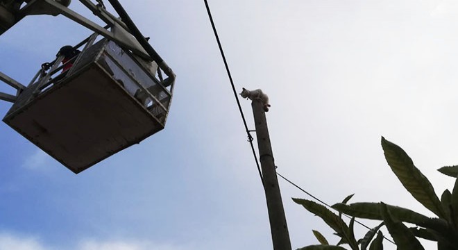 Telefon direğinde kalan kediyi itfaiyeciler kurtardı