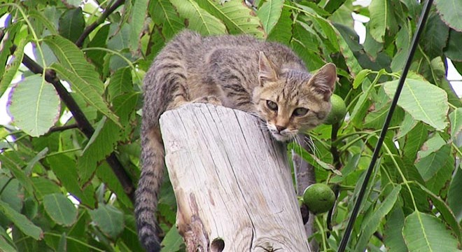 Telefon direğinde mahsur kalan kedi kurtarıldı