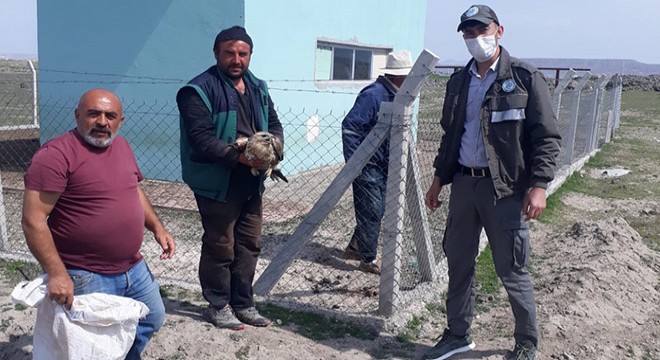Tellere takılan kızıl şahin kurtarıldı