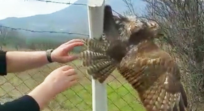 Tellere takılan yaralı şahin kurtarıldı