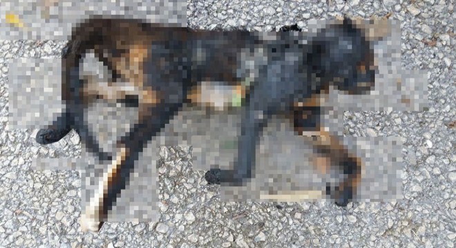 Temizlik işçileri, yakılarak telef edilen kedi buldu