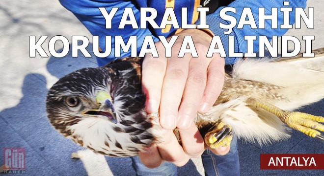 Terhis olan askerin yaralı bulduğu şahin korumaya alındı