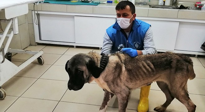 Terk edilen yaşlı köpeğe belediye sahip çıktı