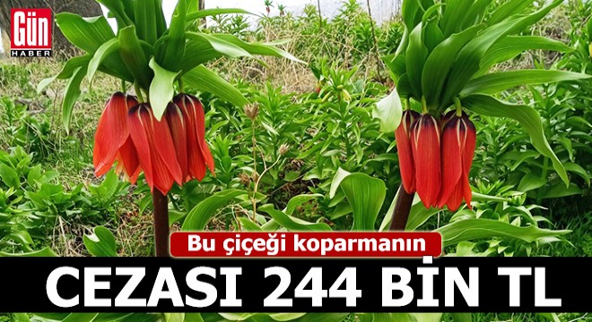 Ters laleler açtı; koparmanın cezası 244 bin TL