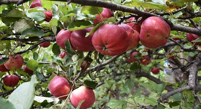 Tescillenen içi dışı kırmızı elmaya talep artıyor