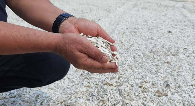 Tescilli 'İnegöl Alası' hasadı sancılı başladı