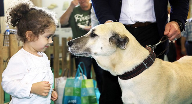 Tescilli Kangal köpeği 'Bozo' fuarın gözdesi
