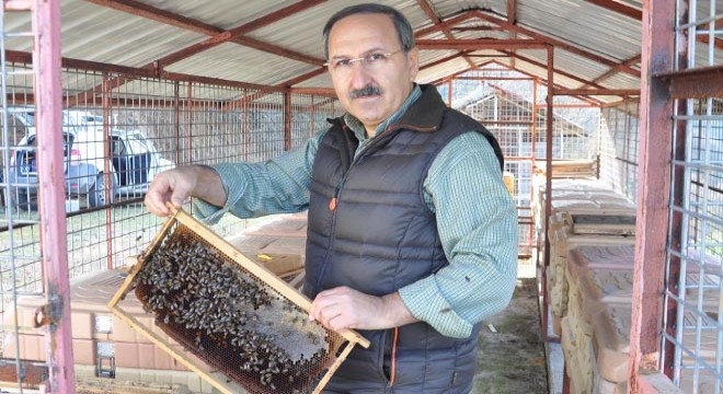 Tesise dadanan ayılar, kamerada