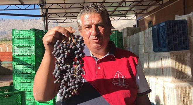 Tilki kuyruğu üzümü, 'Nuh'un Ambarı' aday listesinde