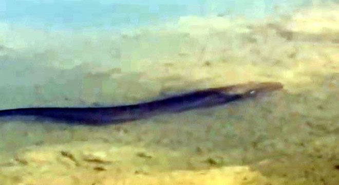 Tödürge Gölü'ndeki dev yayın balıkları kuşları ürküttü
