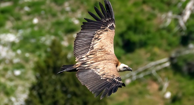 Tokalı Kanyonu'nda 3 tür akbaba görüntülediler