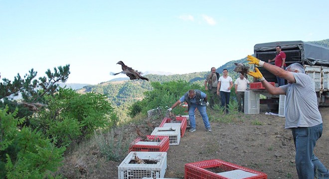 Tokat'ta bin sülün doğaya salındı