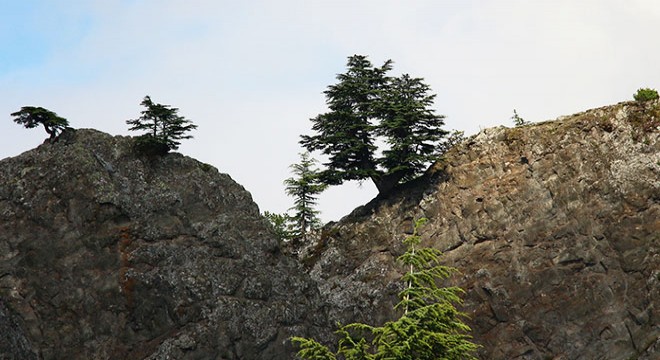 Tokat'ta yetişen 'Lübnan sedirleri' dikkat çekiyor
