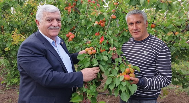 Tokdemir: Meyvecilik desteklenmeli