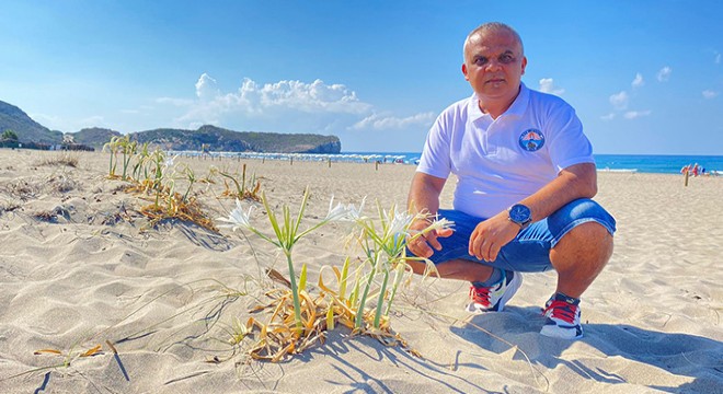 Toprakla buluşturduğu kum zambakları çiçek açtı
