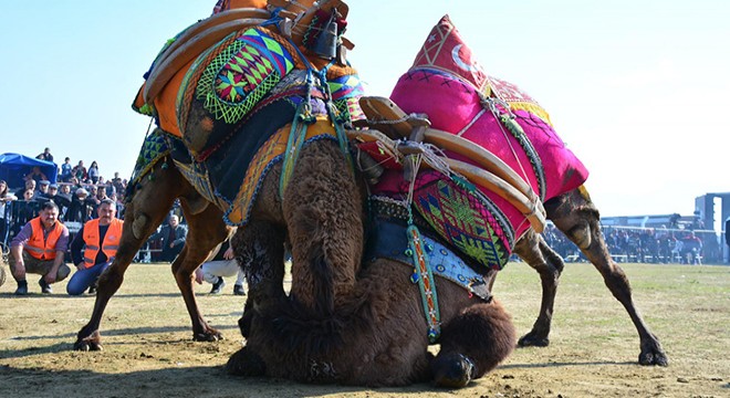 Torbalı'da deve güreşlerini 30 bin kişi izledi