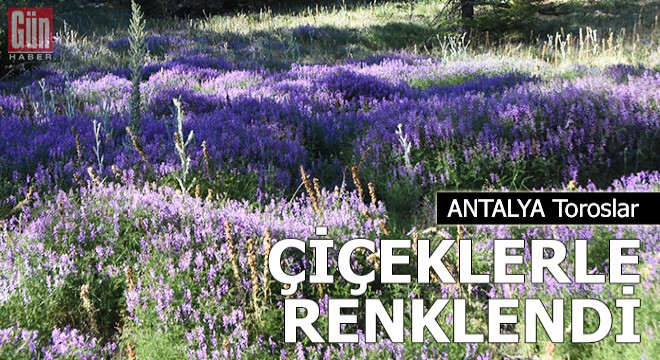 Toroslar çiçeklerle renklendi