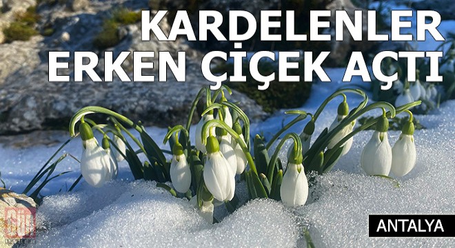 Toroslar'da kardelenler erken çiçek açtı