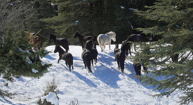 Toroslar'daki köyler boşalınca yılkı atları sahipsiz kaldı