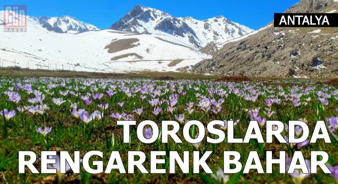 Toroslarda rengarenk bahar