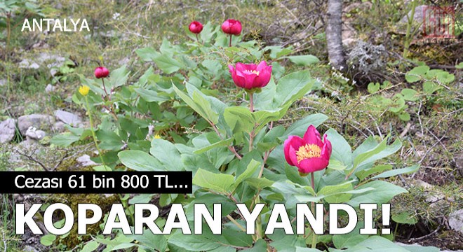 Torosların sembolü şakayık çiçeğini koparan yandı!