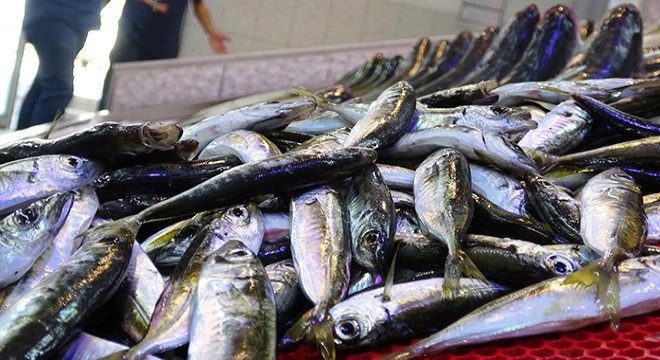 Trabzon'da istavrit ve mezgit bereketi