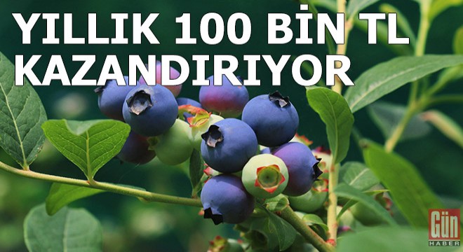 Trabzon'da yaban mersini ekti, yıllık 100 bin TL kazanıyor