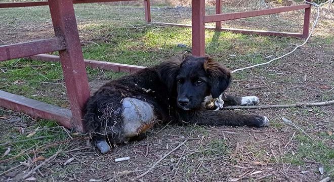 Trafik kazasında yaralanan sokak köpeği bir bacağını kaybetti