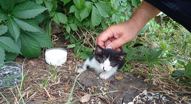 Trafoda mahsur kalan kedi kurtarıldı