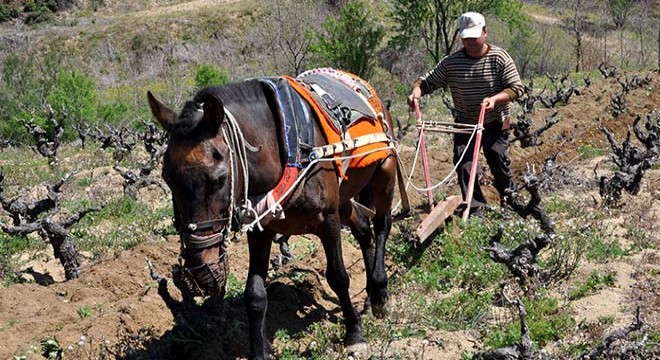 Traktör girmeyen bağlar, atlarla sürülüyor