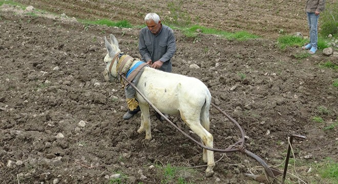 Traktörle gidilemeyen tarlalar, sabanla sürülüyor