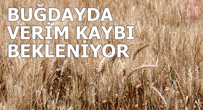 Trakya'da buğdayda verim kaybı bekleniyor