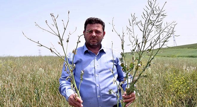 Trakya'da kanola tarlalarına 'yeşil tırtıl' istilası