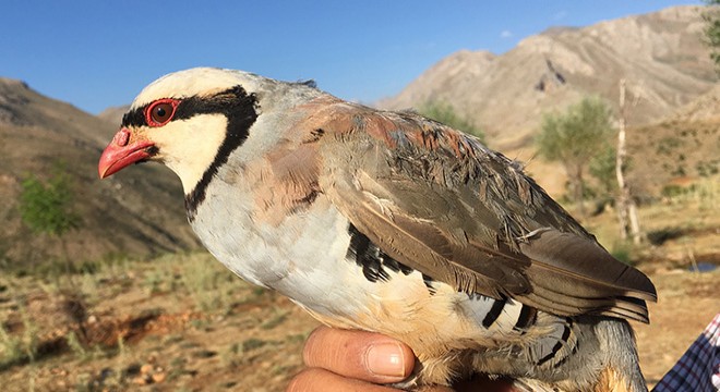 Trakya'daki yerleşim baskısı, kınalı kekliği azalttı