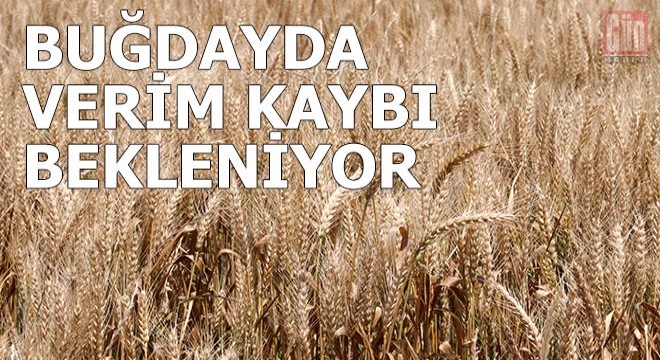 Trakya da buğdayda verim kaybı bekleniyor