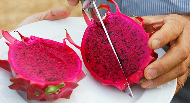 Tropik meyve 'pitaya' dikimi yapıldı