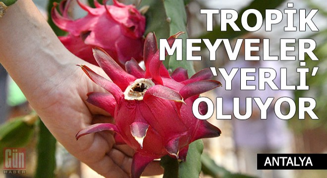 Tropik meyveler  yerli  oluyor