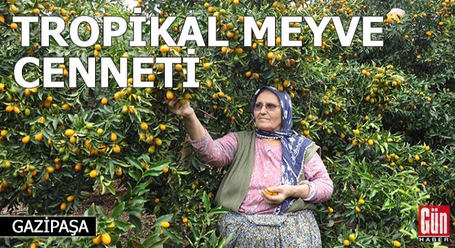 Tropikal meyve cenneti Gazipaşa