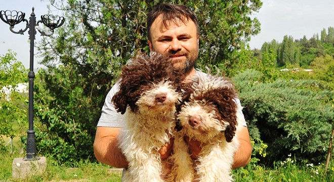 Trüf mantarını, köpeklerle buluyor