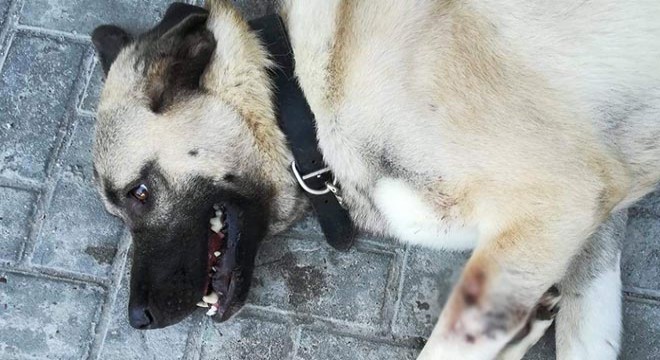 Tüfekle vurulan Kangal'ın ameliyat olması gerekiyor