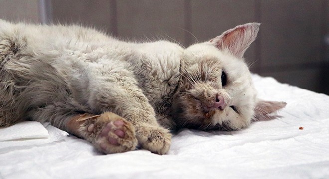 Tüfekle vurulan kedi, yaşam mücadelesi veriyor