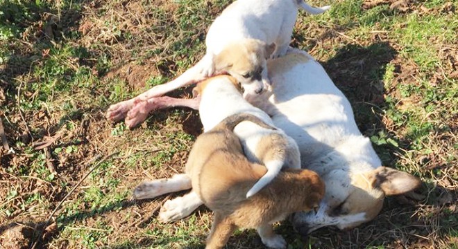 Tüfekle vurulan köpeğin 7 yavrusu başında bekledi