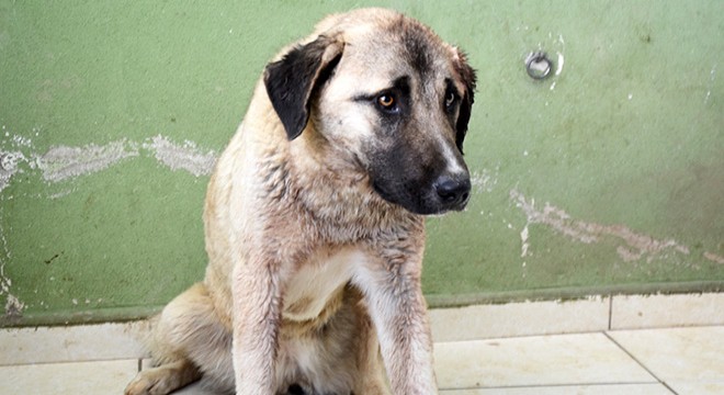 Tüfekle vurulan köpekten 100'e yakın saçma çıktı