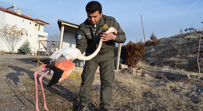 Tüfekle vurulan flamingoya tedavi