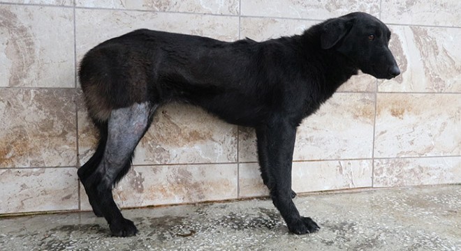 Tüfekle vurulan köpek tedavi edildi