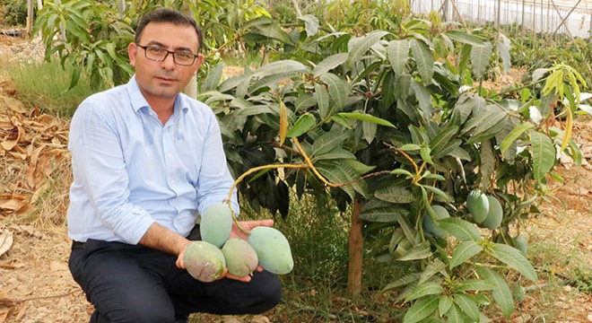 Tüketiciye çağrı; Yerli mango alın