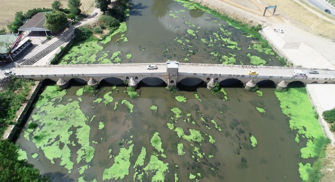 Tunca Nehri'nde 'yosun adacıkları' oluştu